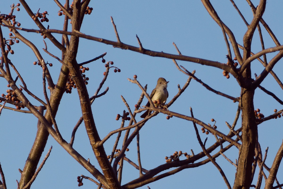 Nutting's Flycatcher - ML524161891