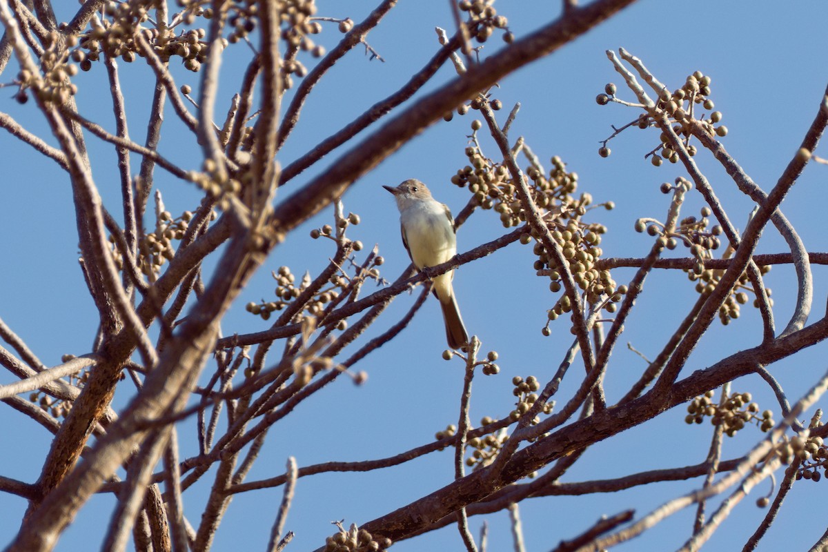 Nutting's Flycatcher - ML524162941