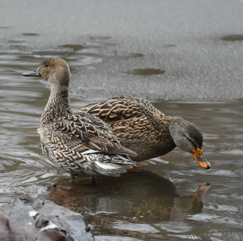 Northern Pintail - ML524164161