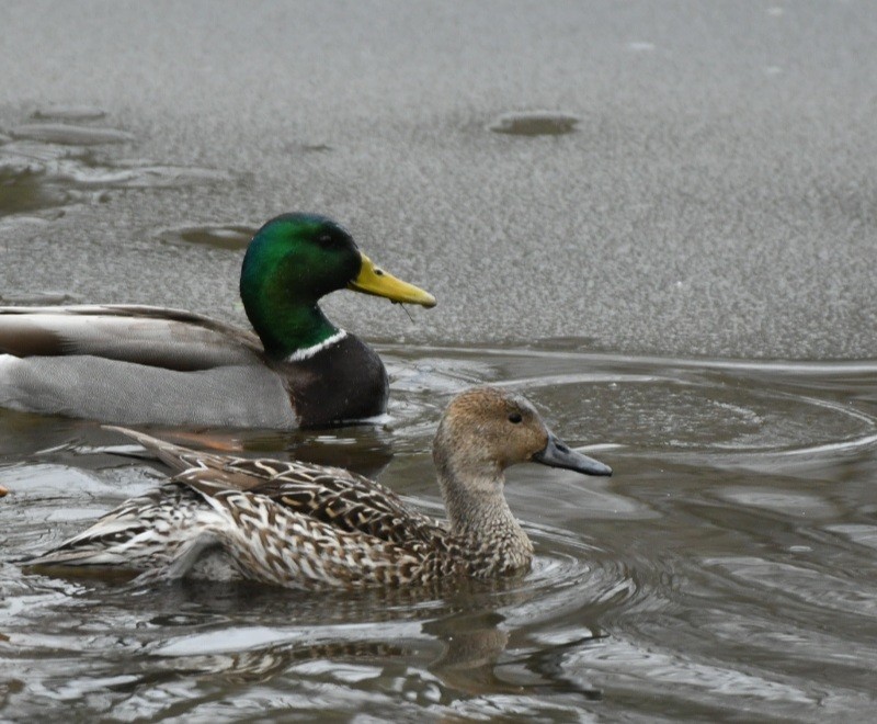 Northern Pintail - Sean Hatch