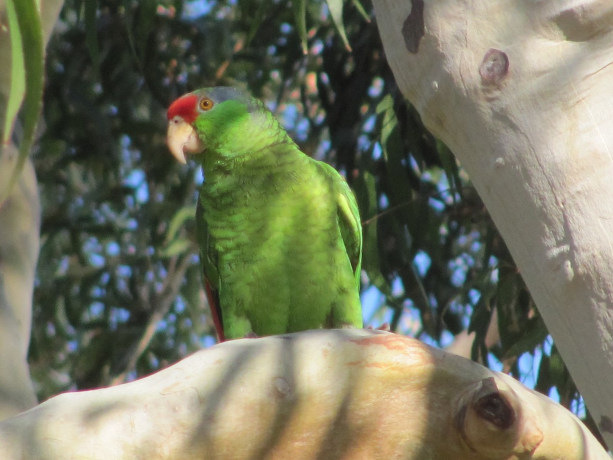 Amazona Tamaulipeca - ML52416491