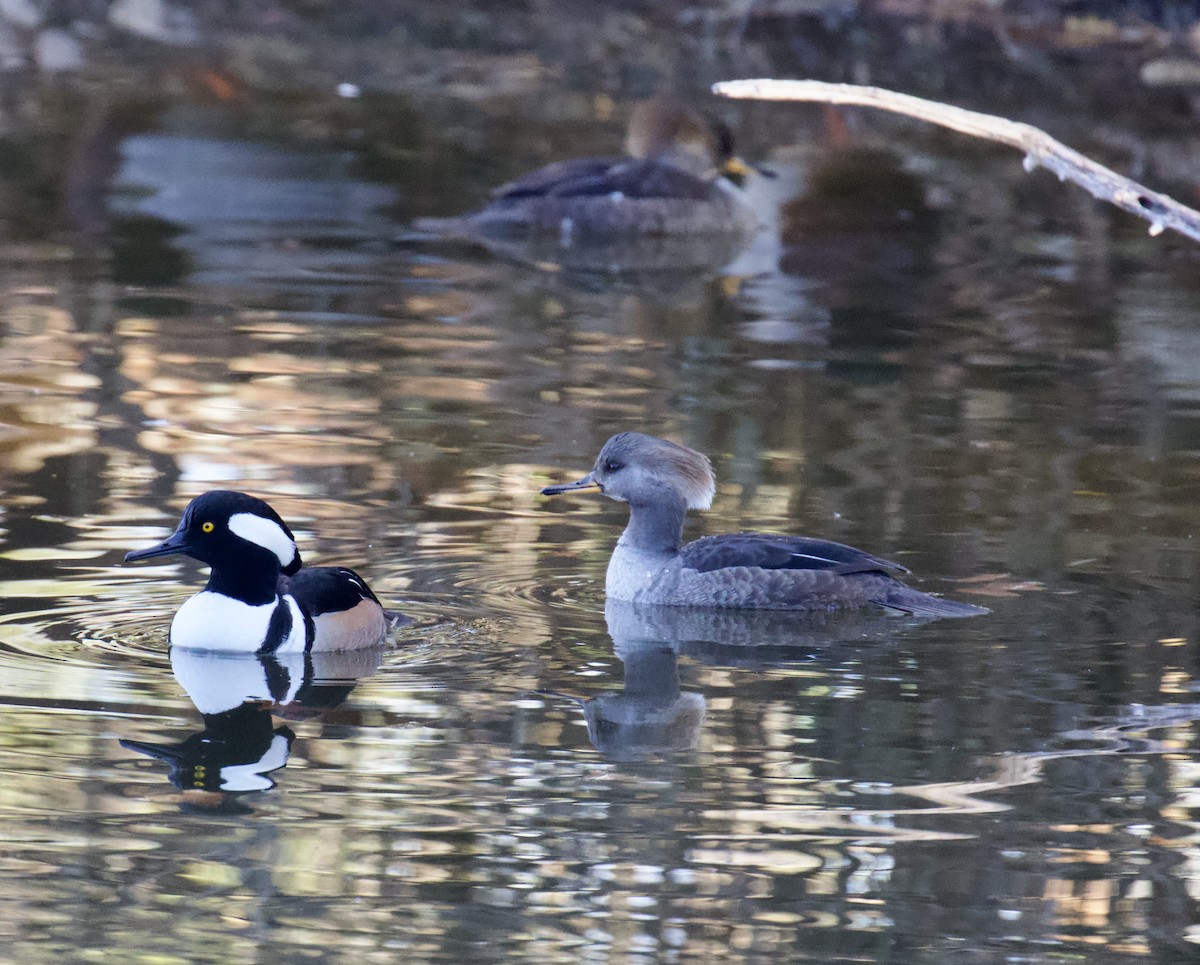 Hooded Merganser - ML524165251