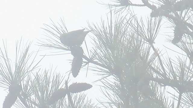 Red Crossbill - ML524165671