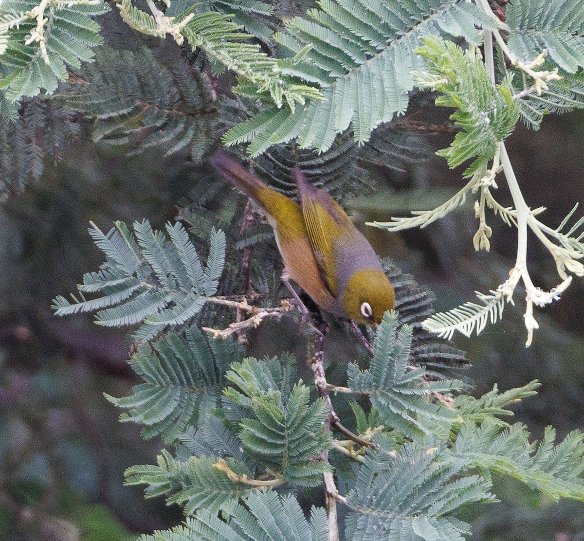 Silvereye - ML524166071