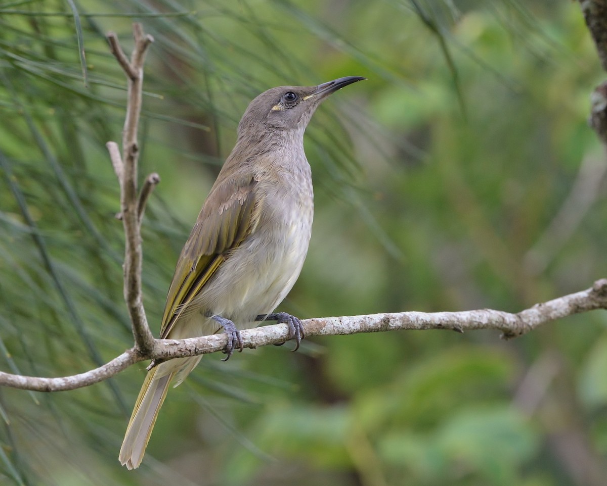 Brown Honeyeater - ML524166161