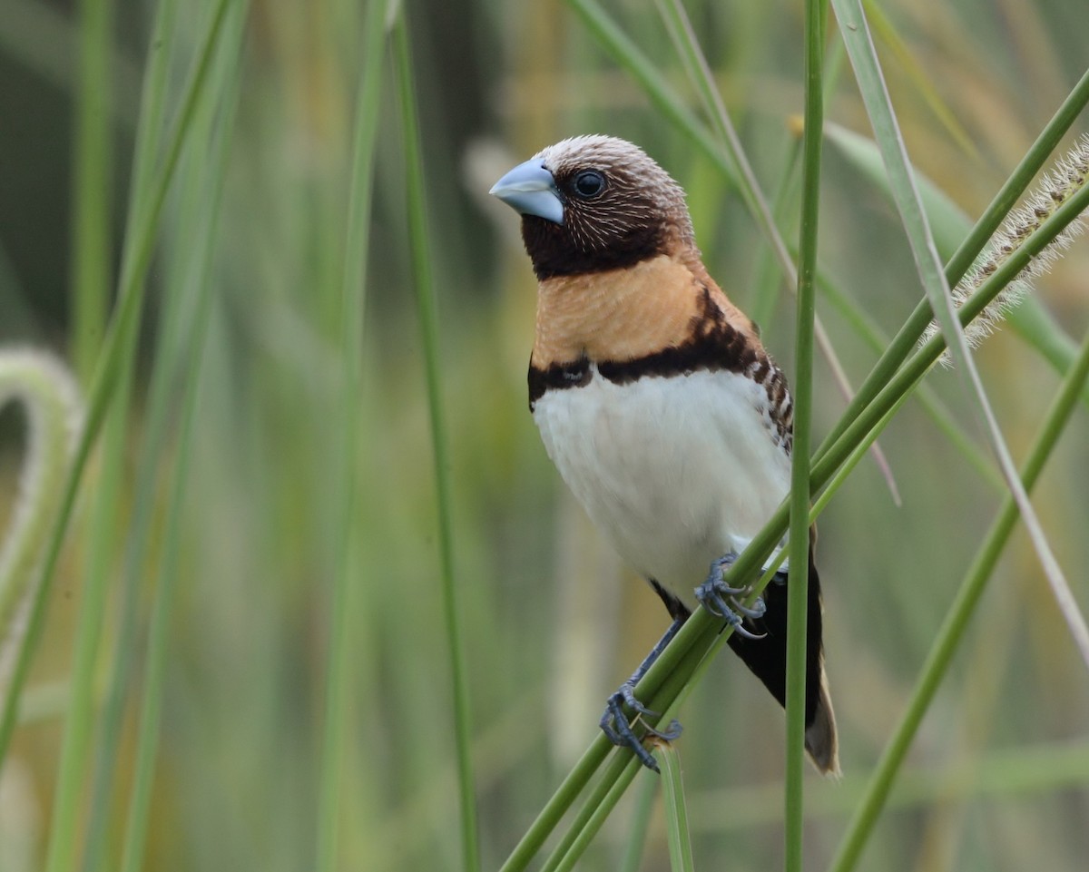 Chestnut-breasted Munia - Peter Storer