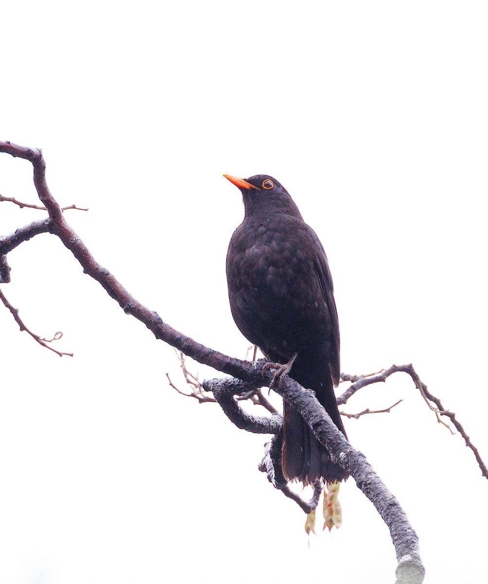 Eurasian Blackbird - ML524166431