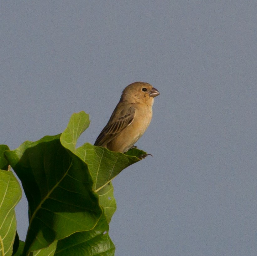 Plumbeous Seedeater - Cullen Hanks