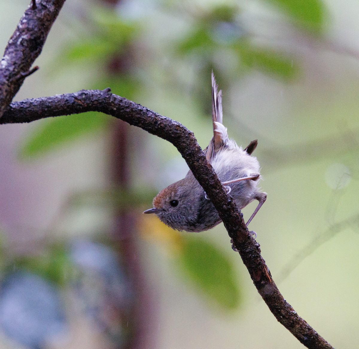 Tasmanian Thornbill - ML524167541
