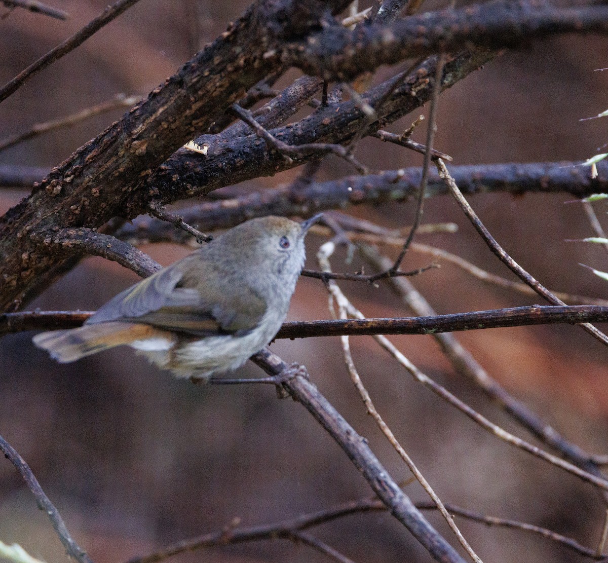 Tasmanian Thornbill - ML524167551