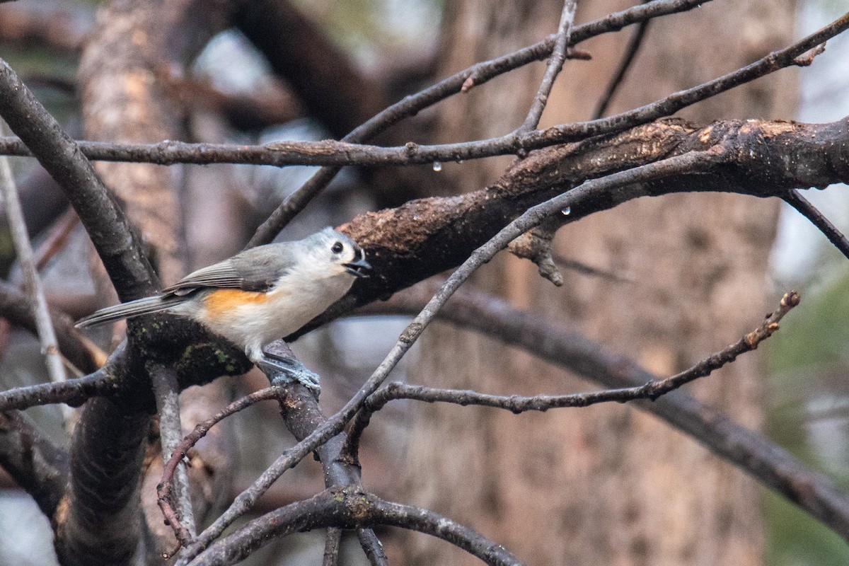 Tufted Titmouse - ML524167961