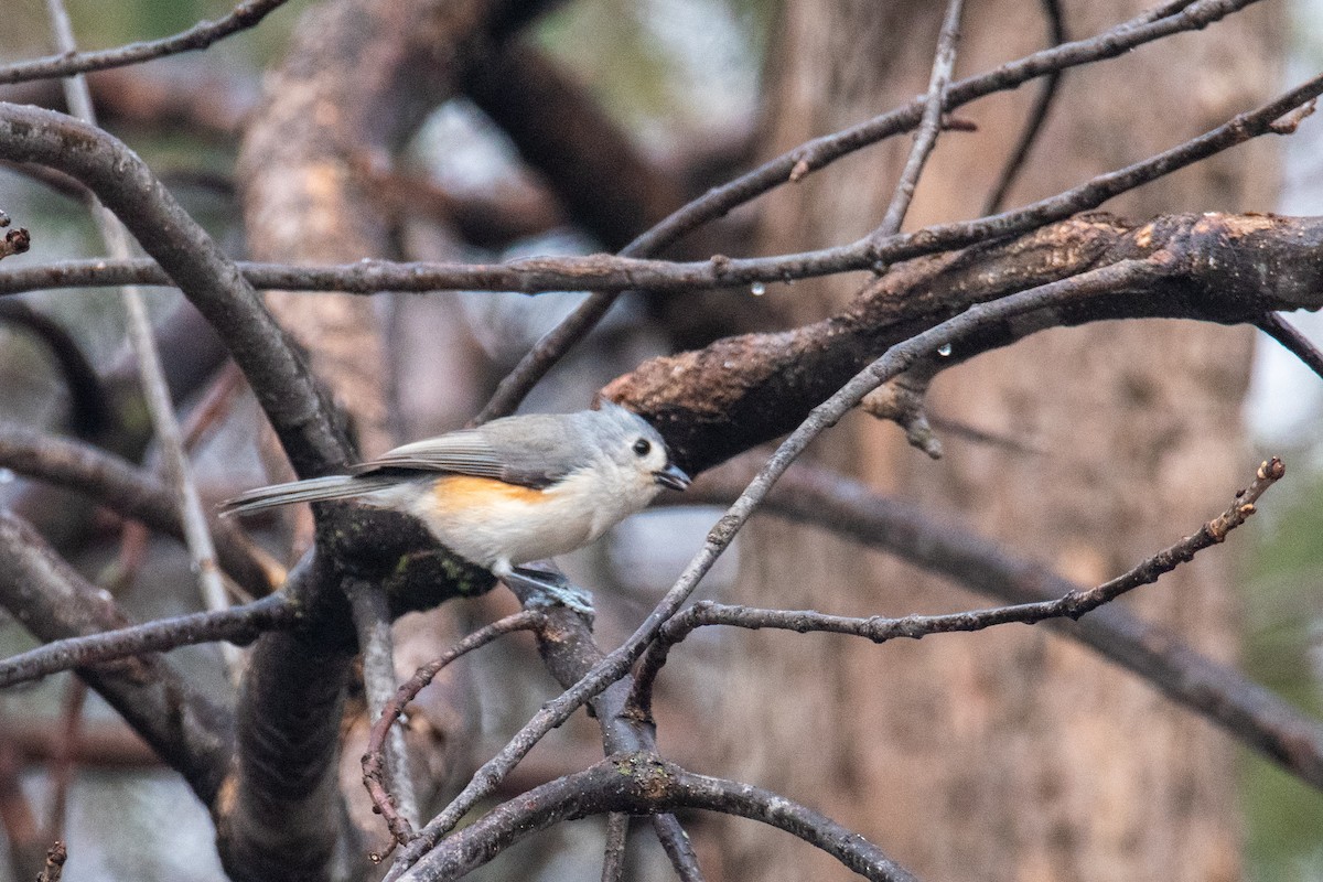 Tufted Titmouse - ML524167971