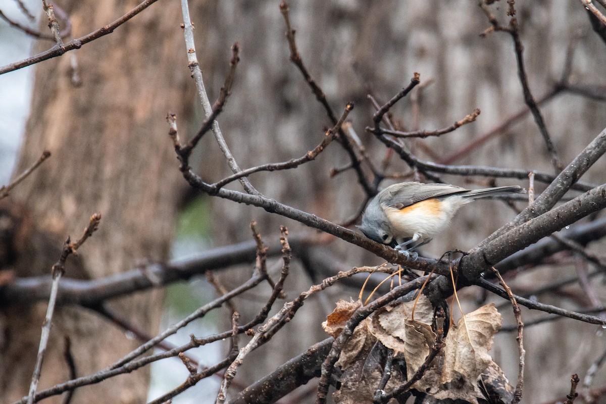 Tufted Titmouse - ML524167981