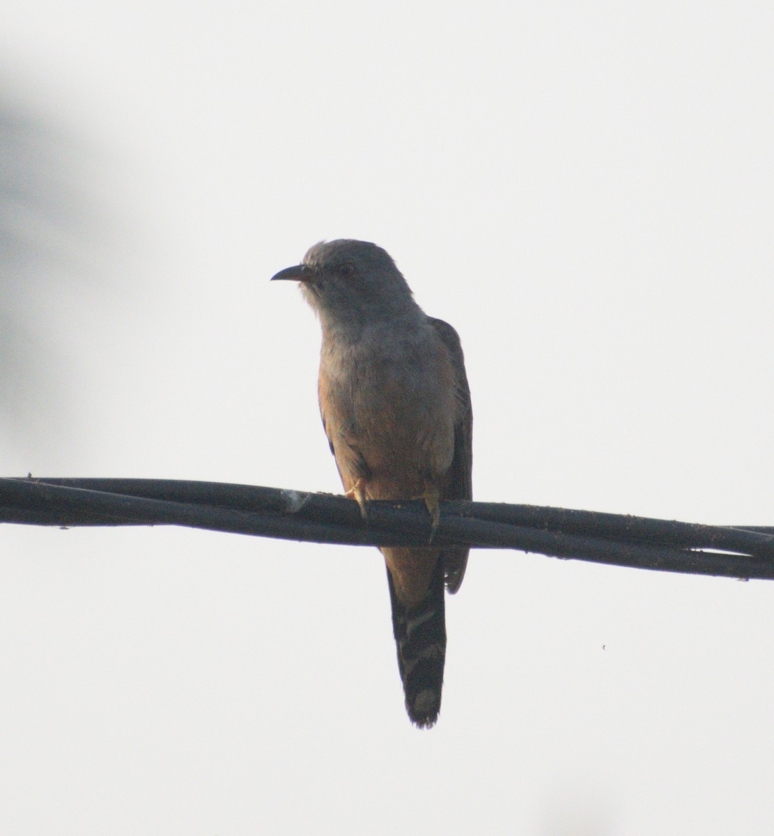 Plaintive Cuckoo - ML524168221