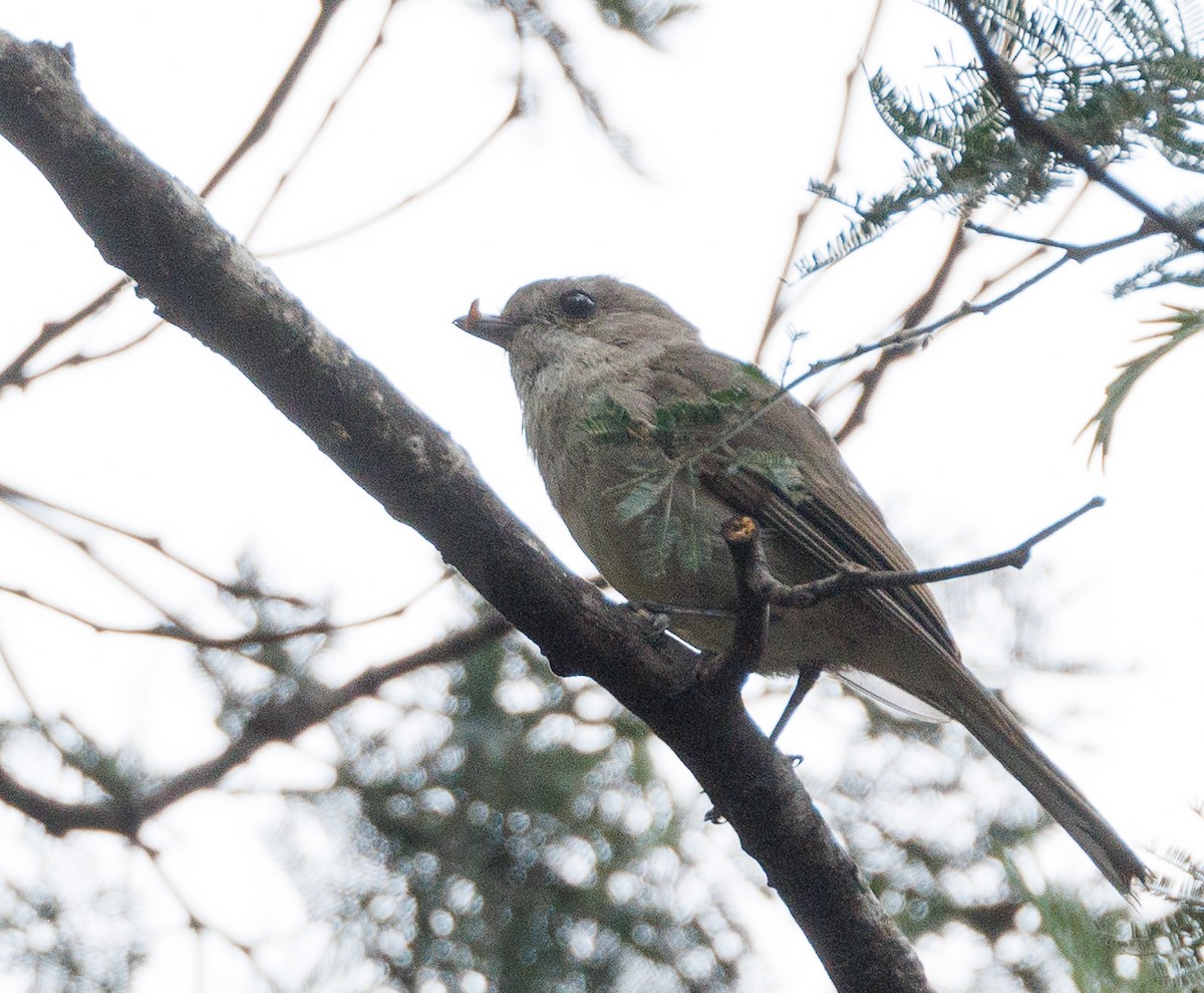 Golden Whistler (Eastern) - ML524168791