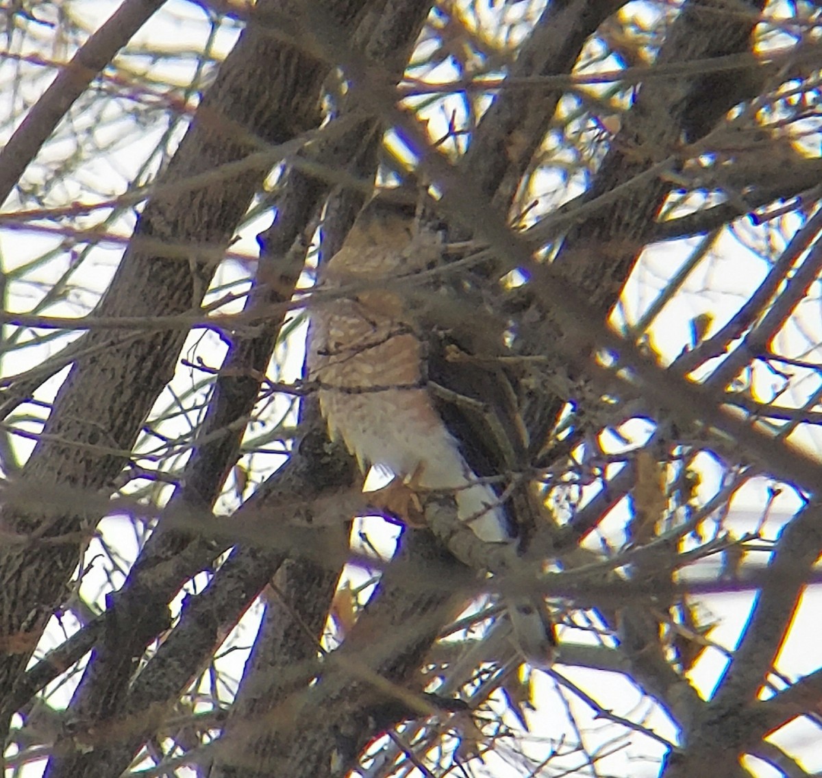 Sharp-shinned Hawk - ML524169791