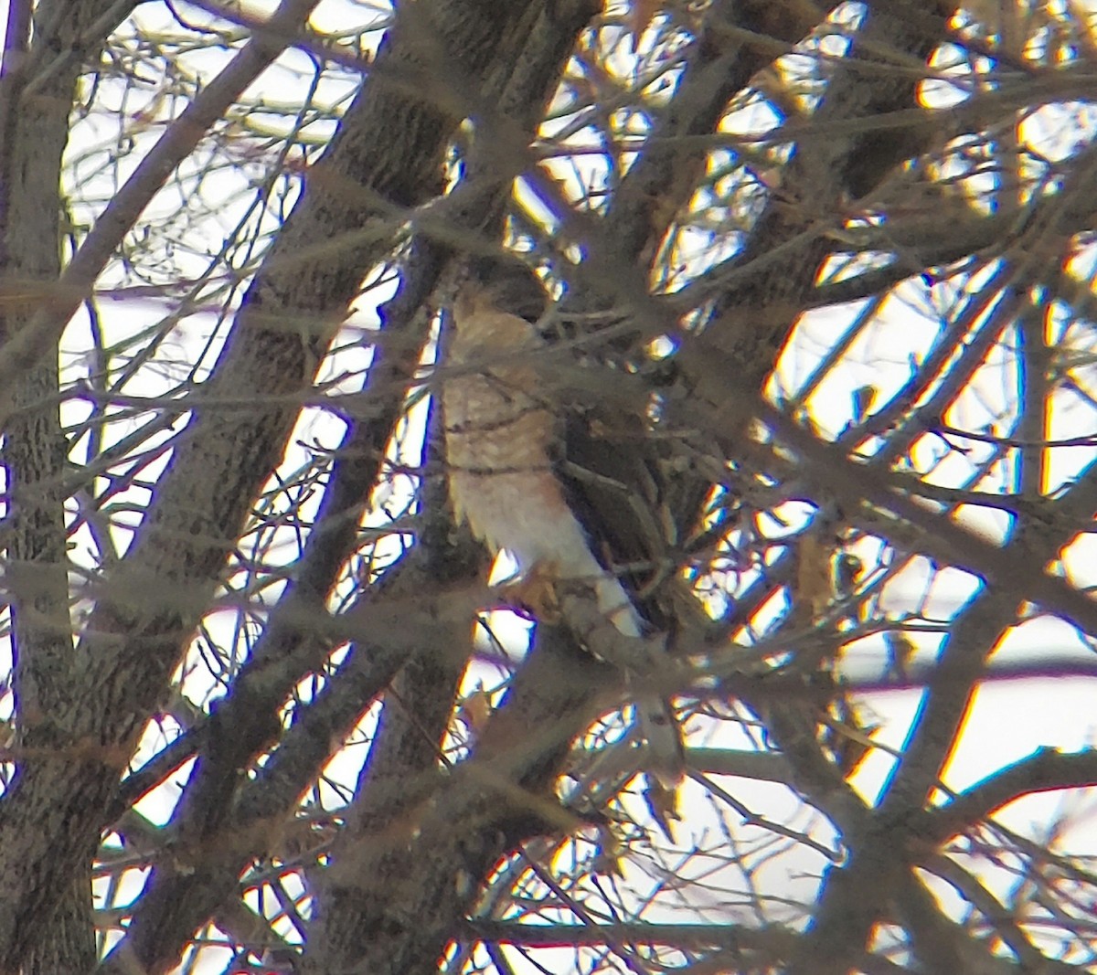 Sharp-shinned Hawk - ML524169811