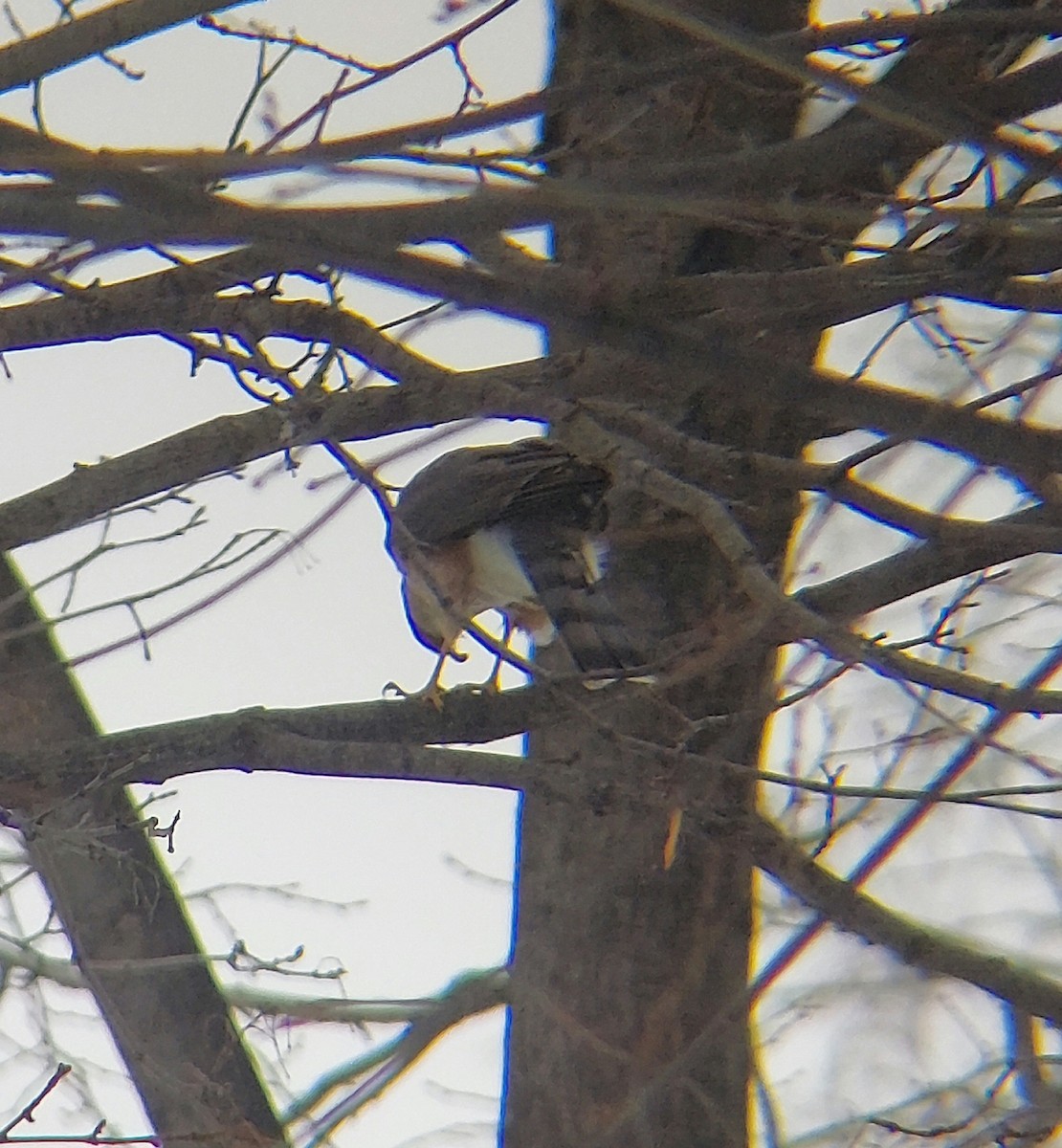 Sharp-shinned Hawk - ML524169821