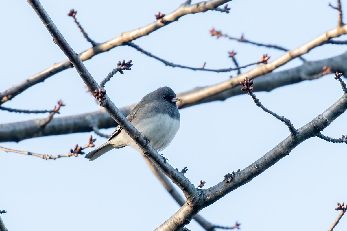 Junco ardoisé - ML524170191