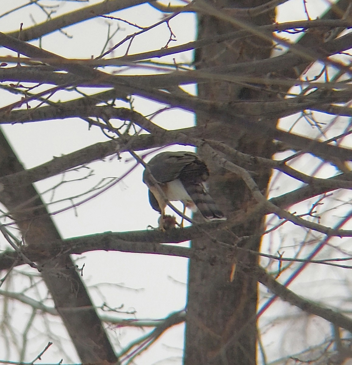 Sharp-shinned Hawk - ML524170281