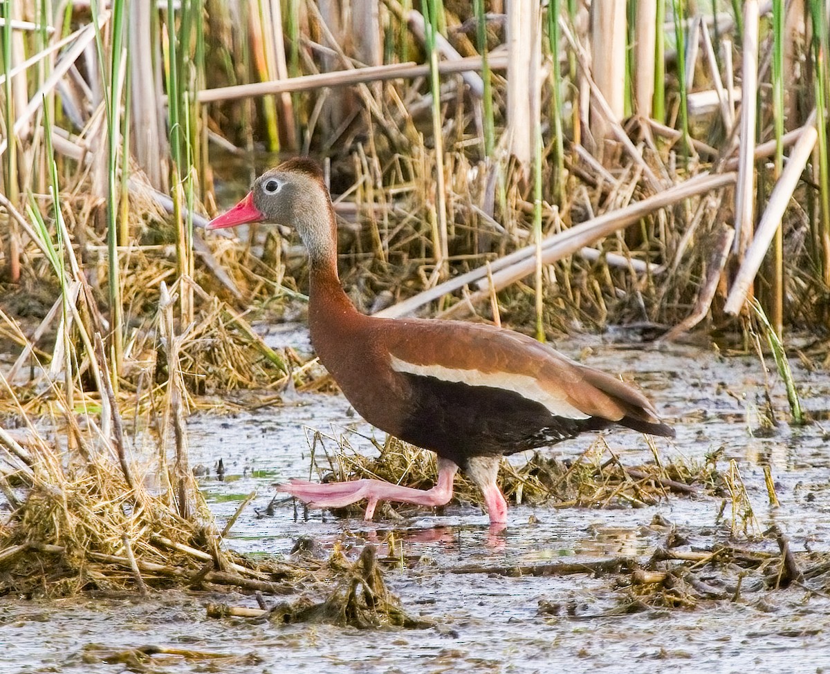 Black-bellied Whistling-Duck - Chuck Heikkinen