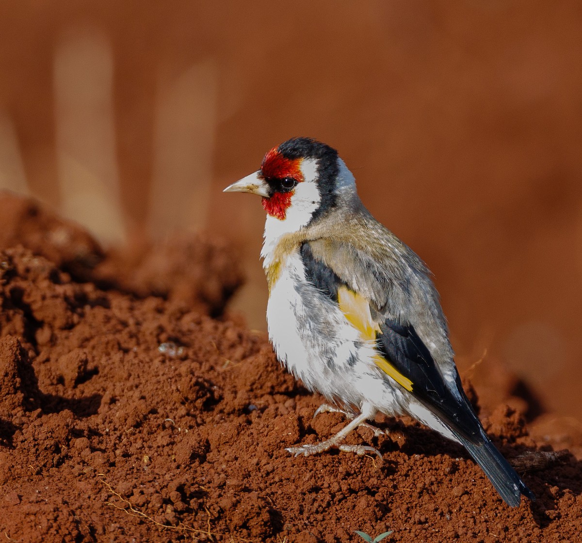 European Goldfinch - ML524170571