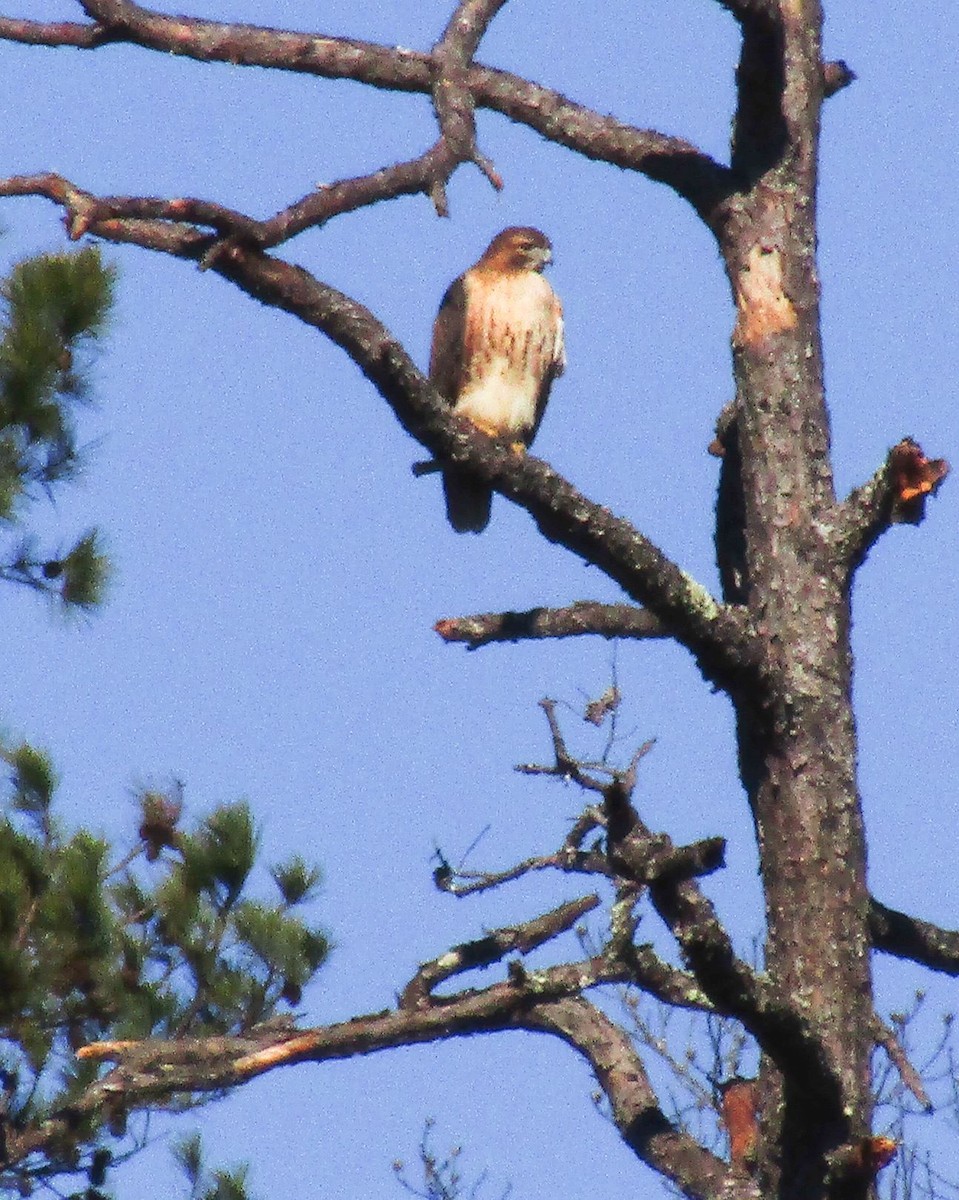 Rotschwanzbussard - ML524172411