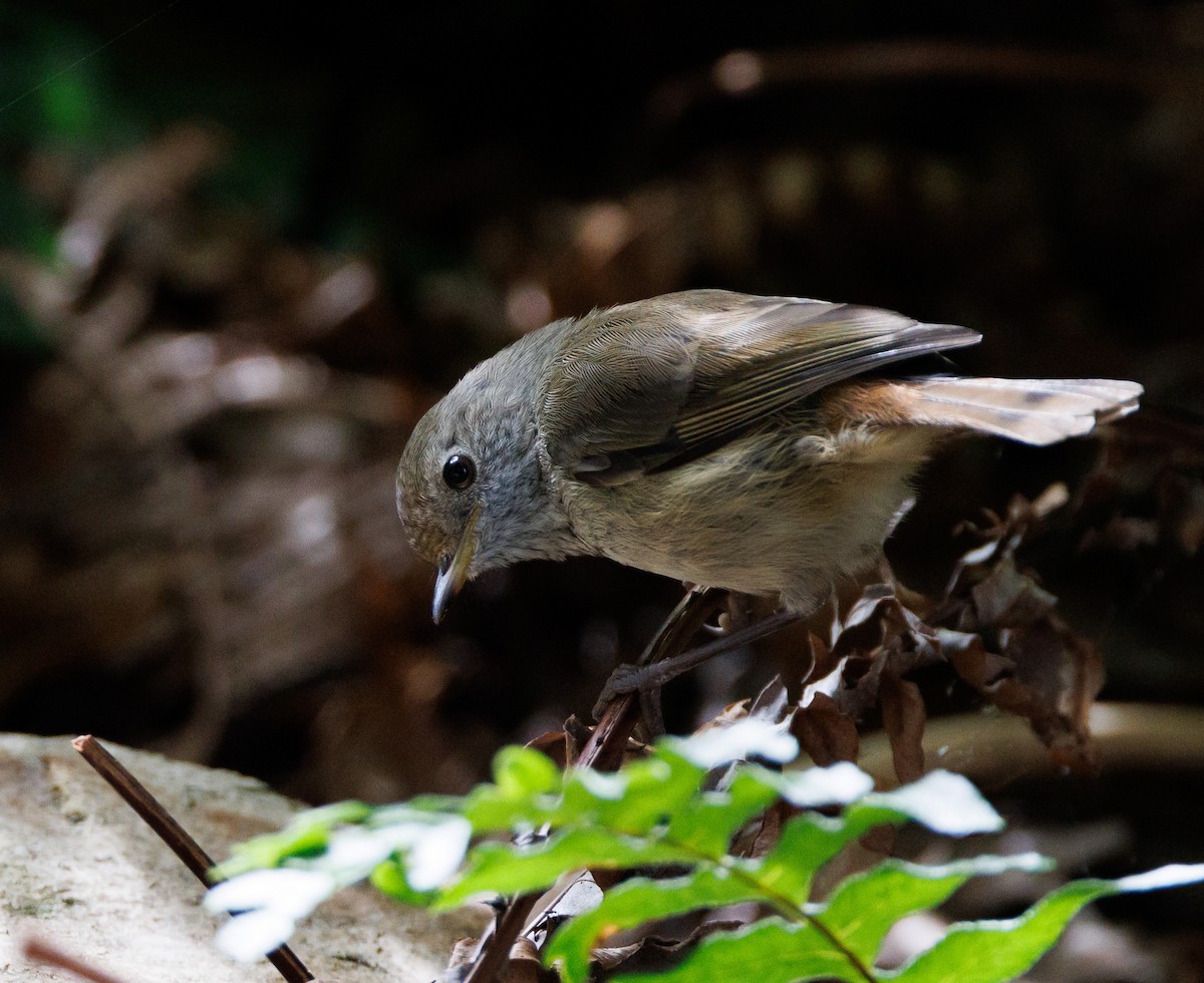 Brown Thornbill - ML524173001