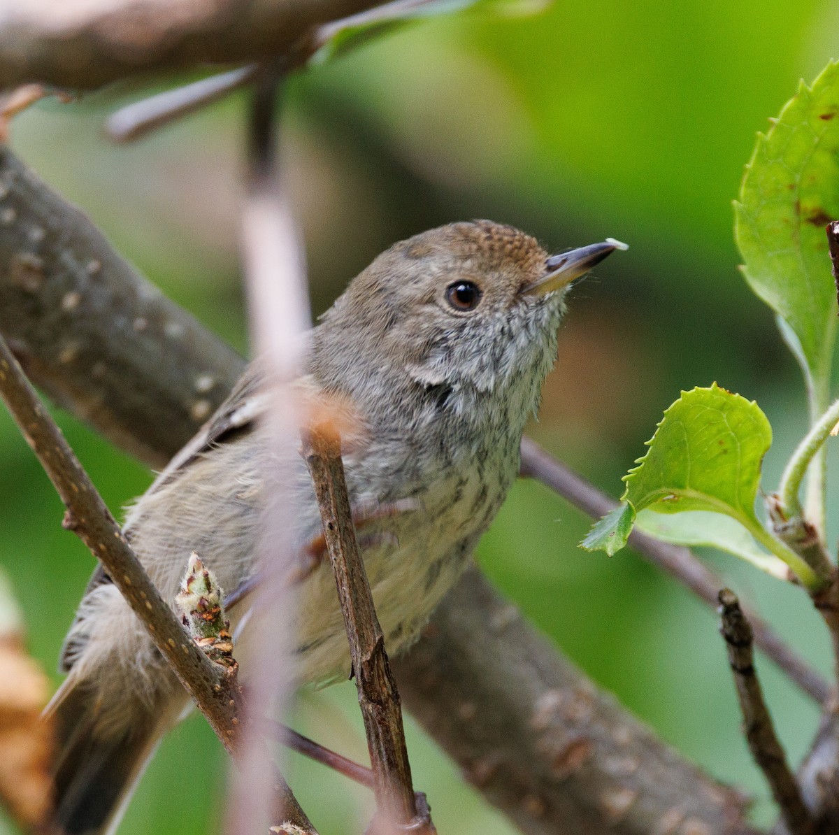 Brown Thornbill - ML524173021