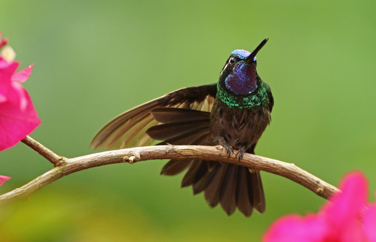 Purple-throated Mountain-gem - ML52417371