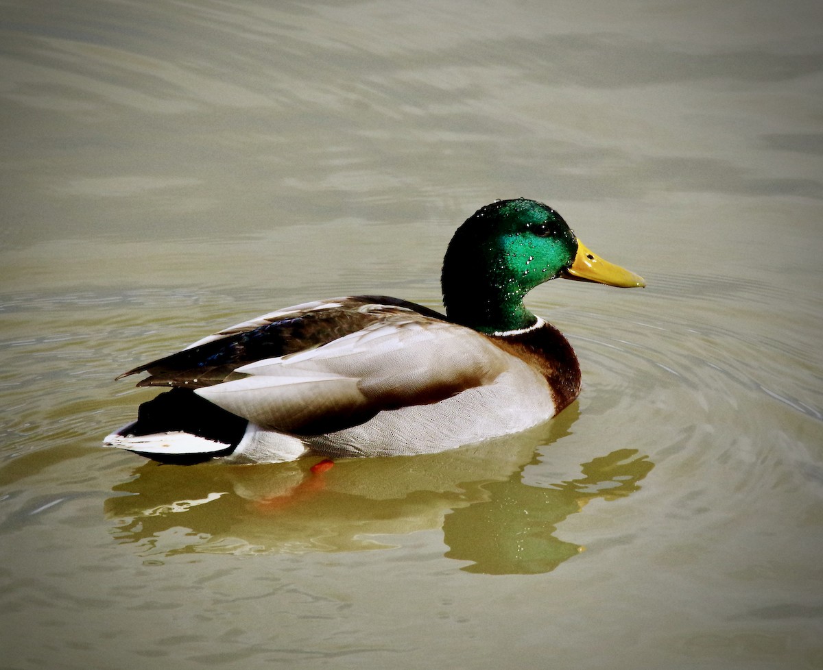 Canard colvert - ML524174451