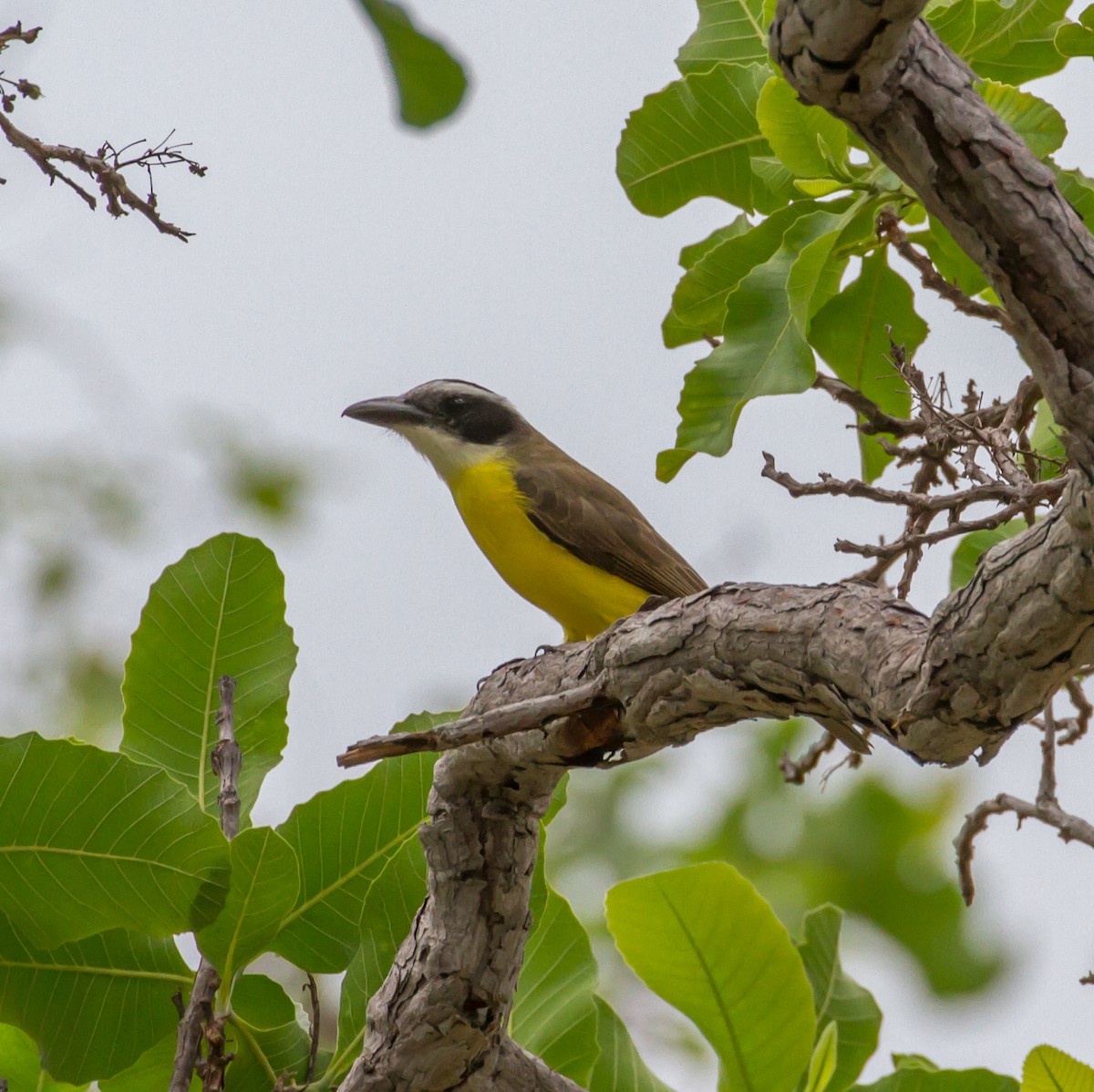 Boat-billed Flycatcher - ML52417471