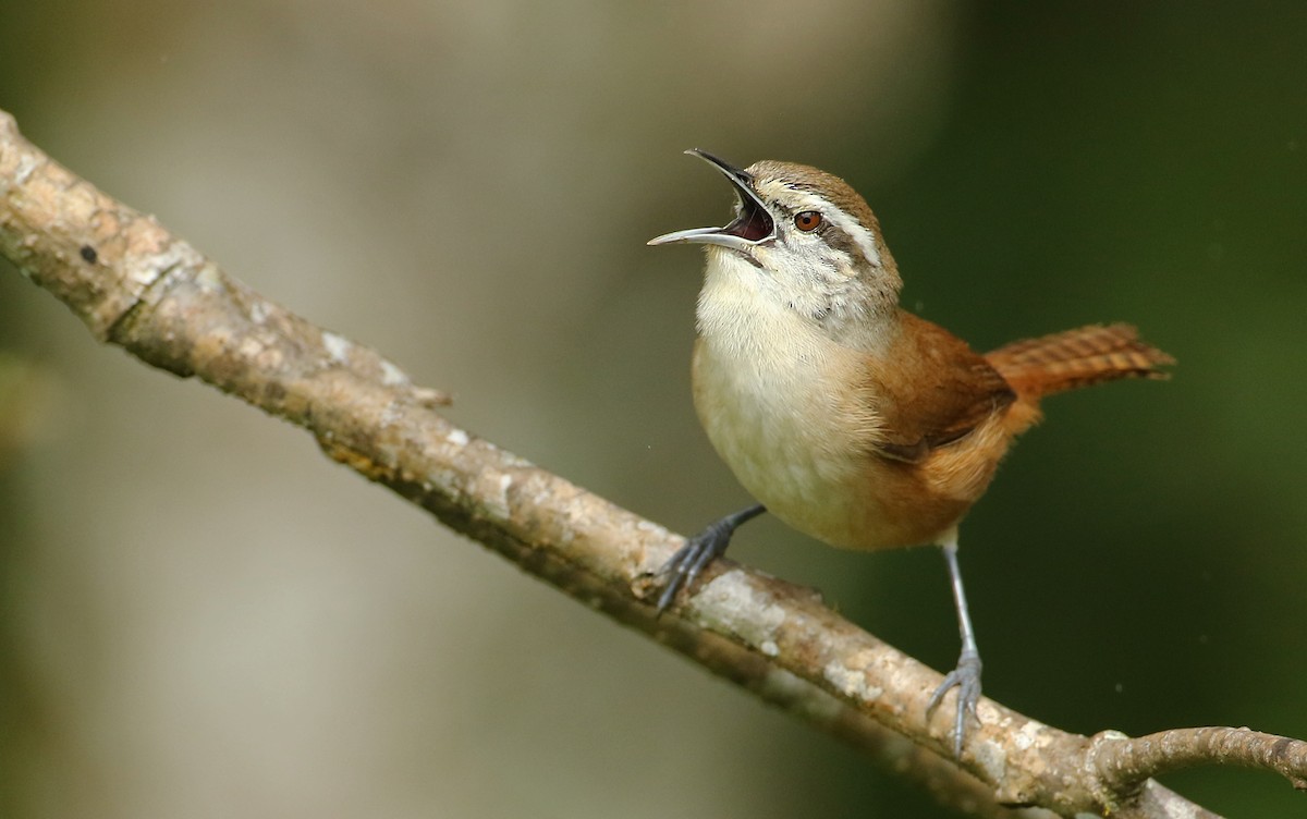 Cabanis's Wren - ML52417571