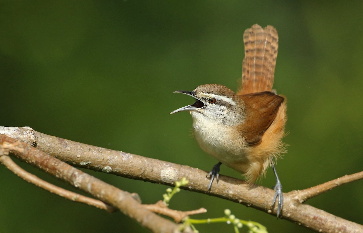 Cabanis's Wren - ML52417581