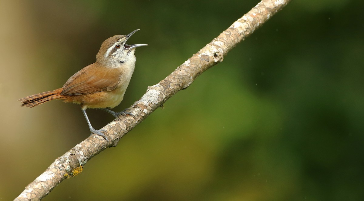Cabanis's Wren - Luke Seitz