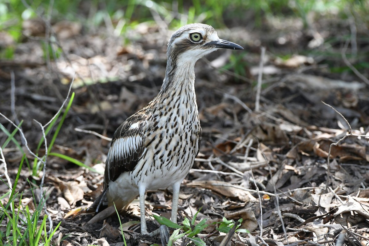 Bush Thick-knee - ML524176151