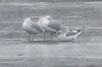 Short-billed Gull - ML524176601