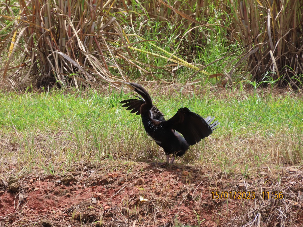 Australasian Darter - Norton Gill