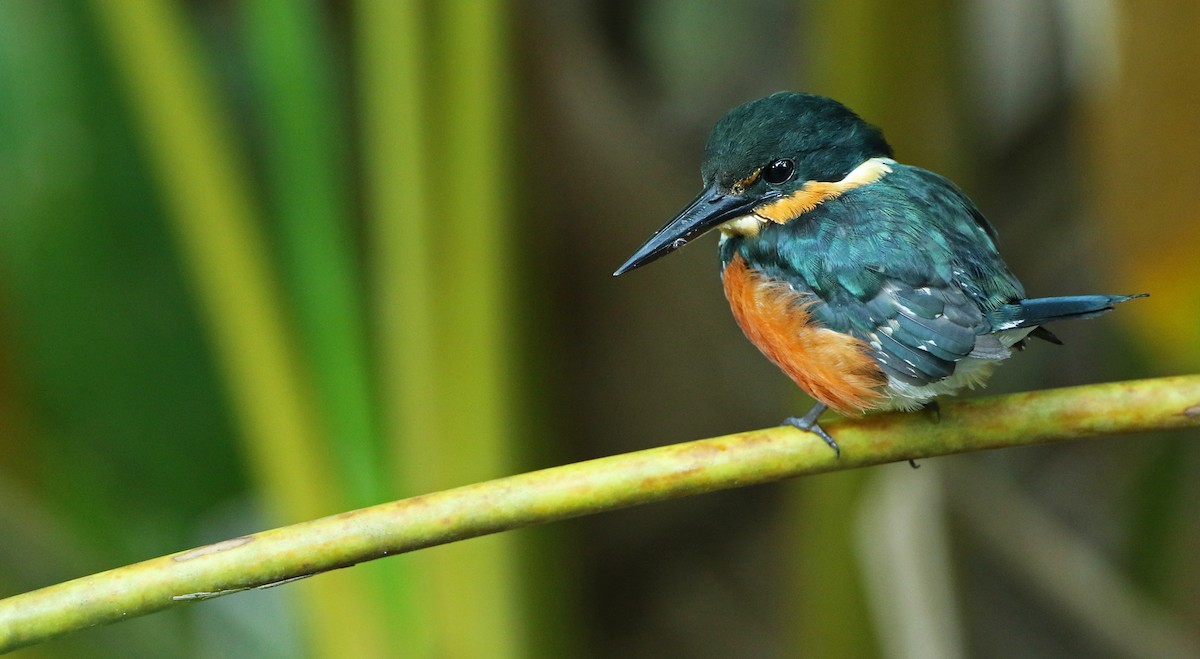 American Pygmy Kingfisher - ML52417851
