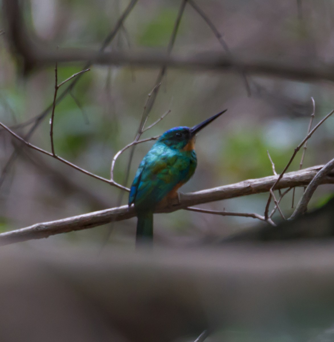 Green-tailed Jacamar - Cullen Hanks