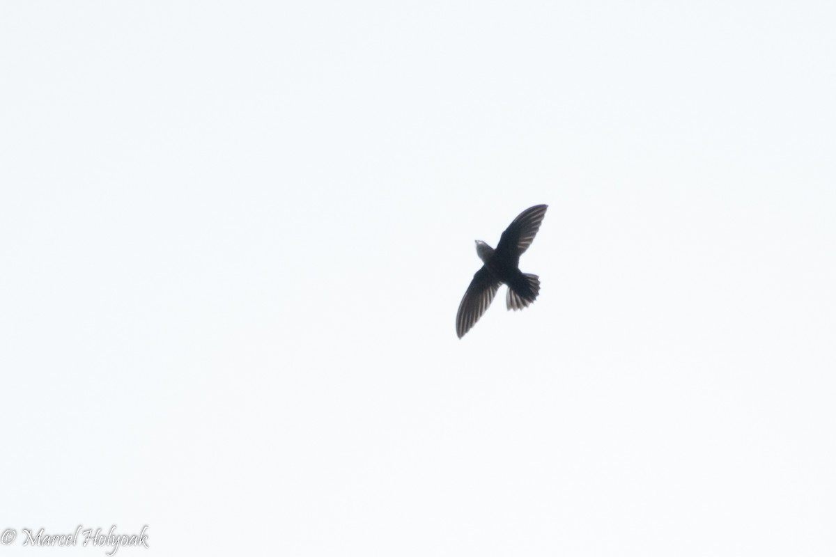 Spot-fronted Swift - Marcel Holyoak