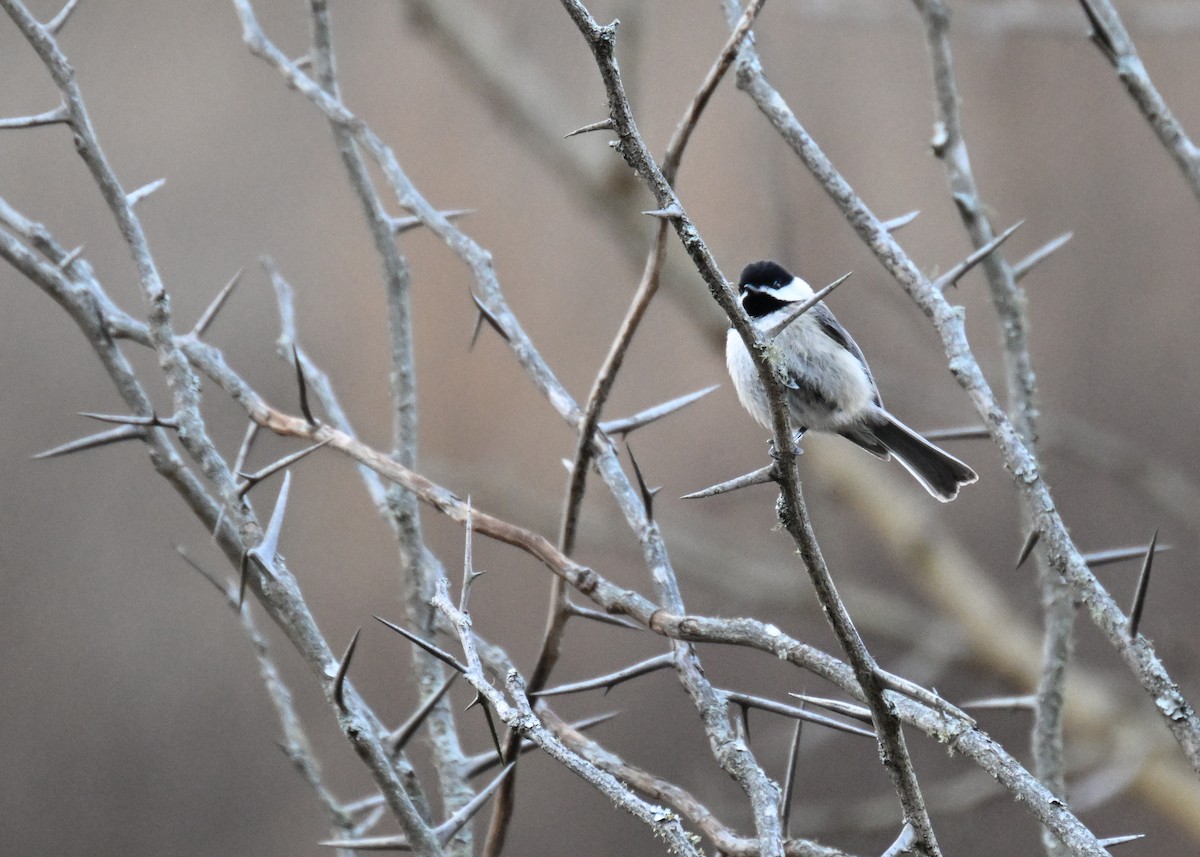 Carolina Chickadee - Anonymous