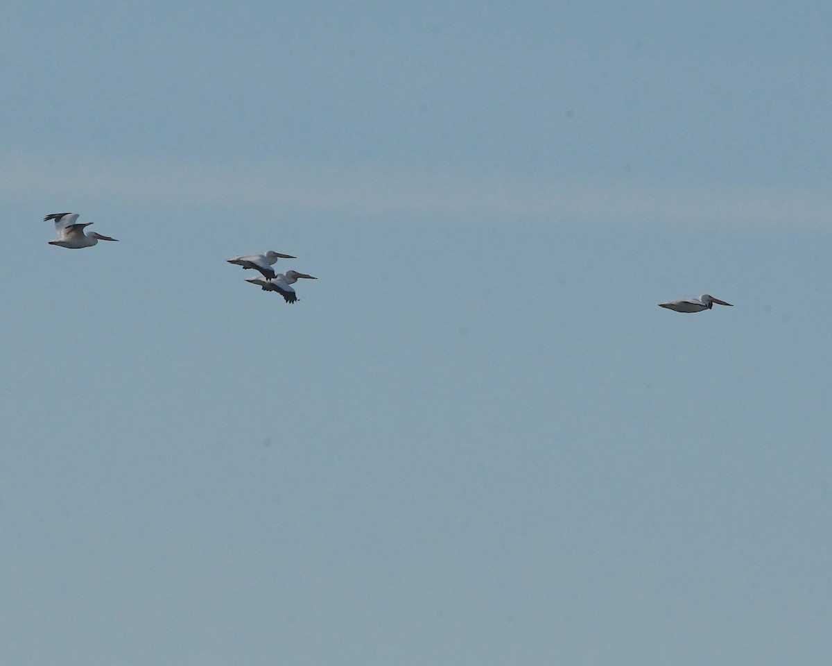 American White Pelican - ML524181811