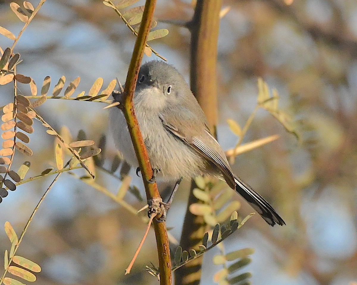 Black-tailed Gnatcatcher - ML524182441