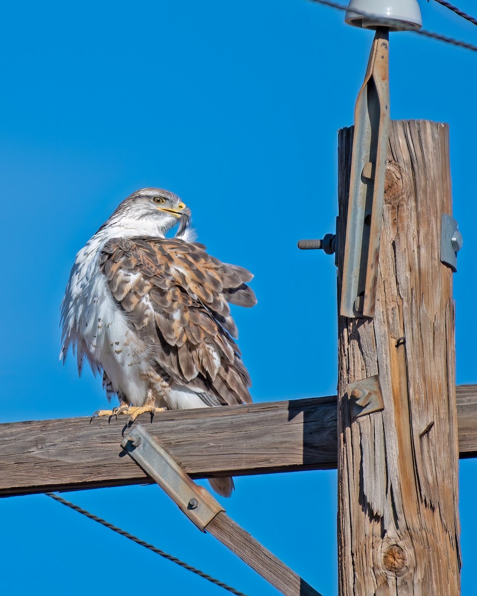 Ferruginous Hawk - ML524182541