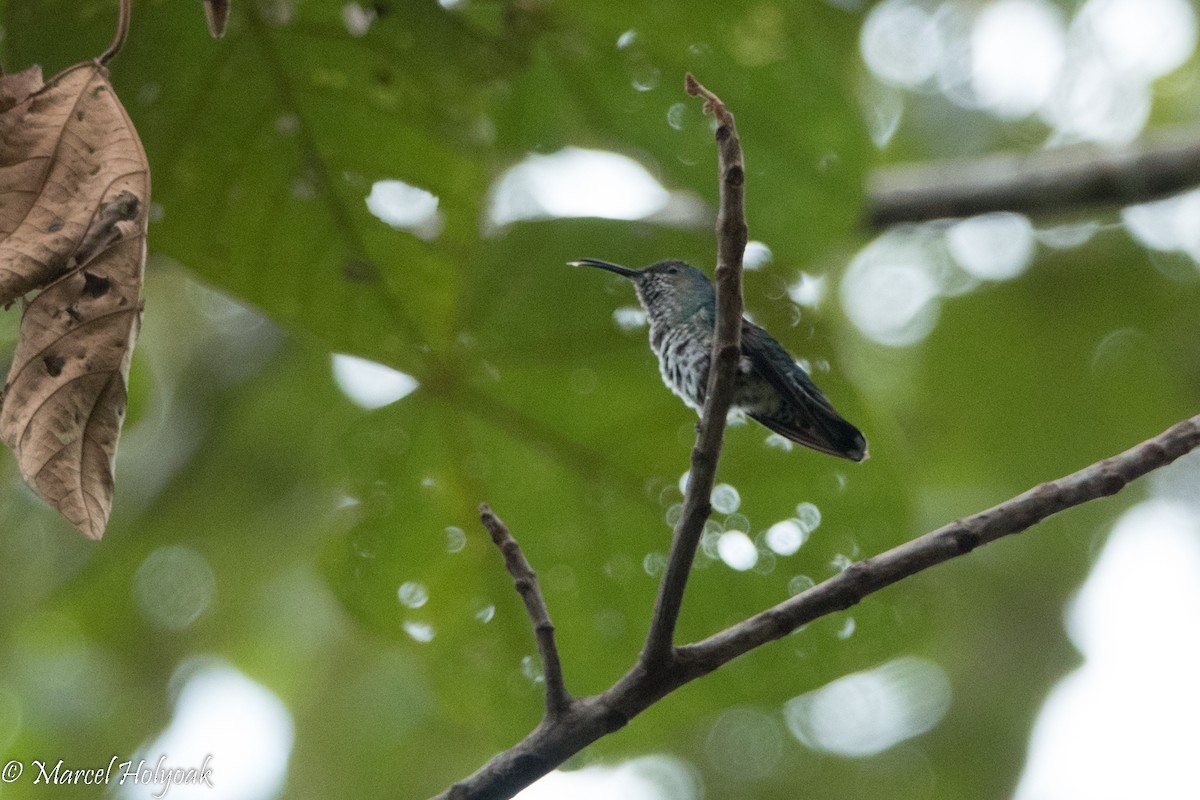 Scaly-breasted Hummingbird - Marcel Holyoak
