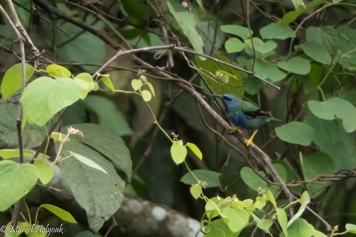 Shining Honeycreeper - ML524183571