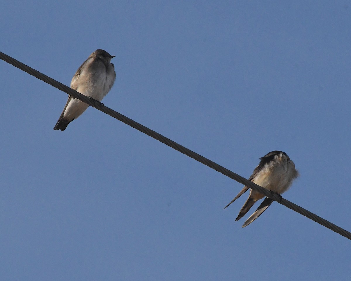 Northern Rough-winged Swallow - Ted Wolff