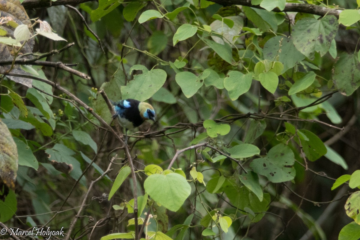 Golden-hooded Tanager - Marcel Holyoak