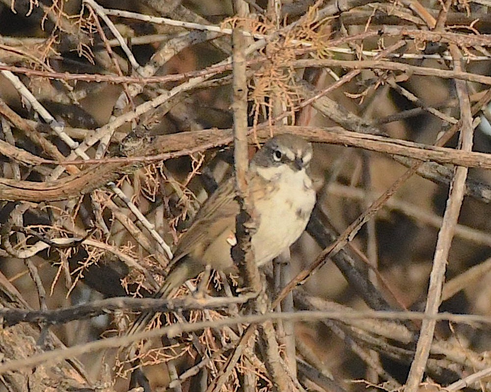 Sagebrush Sparrow - ML524184581